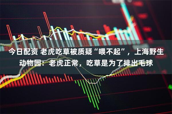 今日配资 老虎吃草被质疑“喂不起”，上海野生动物园：老虎正常，吃草是为了排出毛球